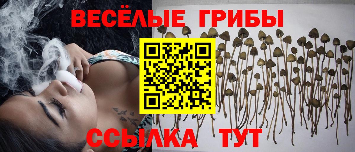 Партизанск  Галлюциногенные грибы Cubensis  Вход с VPN 